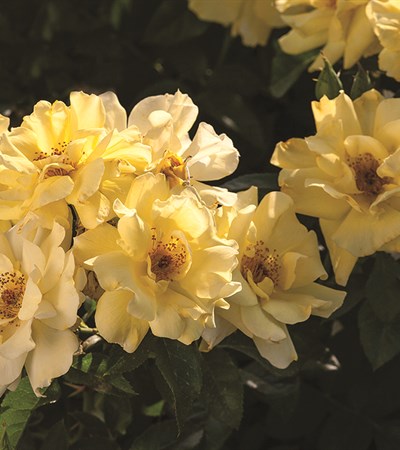 Rose Lemon Drift®